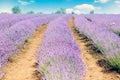 Lavender fields. Picturesque valley of Valensole in Provence with violet rows of lavanda flowers. Royalty Free Stock Photo
