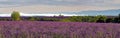 Lavender Fields on the Plateau de Valensole