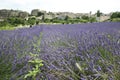 Lavender fields provence countryside france