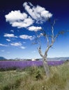 Lavender fields provence france Royalty Free Stock Photo