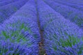 Lavender fields in Provence, France.