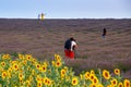 Lavender fields, Provence, France. People in the fields taking photos. Royalty Free Stock Photo