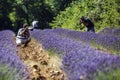 Lavender fields