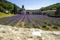 Lavender fields