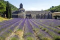 Lavender fields