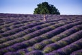 Lavender fields