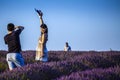 Lavender fields