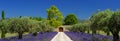 Lavender fields in Provence