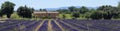 Lavender fields in Provence Royalty Free Stock Photo