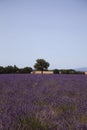 Lavender Fields In Provence South Of France Royalty Free Stock Photo