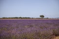 Lavender Fields In Provence South Of France Royalty Free Stock Photo