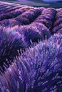 Lavender fields in purple hues at dusk