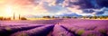 Lavender fields of with rows of fragrant purple blooms.