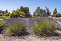 Lavender fields in Sequim, WA Royalty Free Stock Photo