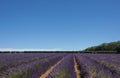 Lavender fields at Snowshill, Cotswolds England UK Royalty Free Stock Photo