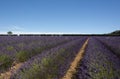 Lavender fields at Snowshill, Cotswolds England UK Royalty Free Stock Photo