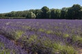 Lavender fields at Snowshill, Cotswolds England UK Royalty Free Stock Photo