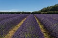 Lavender fields at Snowshill, Cotswolds England UK Royalty Free Stock Photo