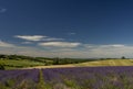 Lavender fields at Snowshill, Cotswolds England UK Royalty Free Stock Photo