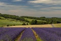 Lavender fields at Snowshill, Cotswolds Gloucestershire England UK Royalty Free Stock Photo