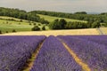 Lavender fields at Snowshill, Cotswolds Gloucestershire England UK Royalty Free Stock Photo