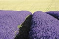 Lavender fields snowshill lavender farm the cotswolds gloucester Royalty Free Stock Photo