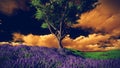 Lavender fields with solitary tree Royalty Free Stock Photo