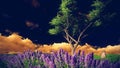 Lavender fields with solitary tree Royalty Free Stock Photo