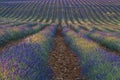 Lavender fields sown with different shades. Agriculture concept Royalty Free Stock Photo