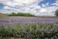 Lavender field, large blue lavender plants bloom in a landscape shot Balaton, Unagrn Royalty Free Stock Photo