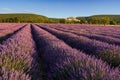 Lavender fields at sunrise with the village of Banon in summer. Alpes-de-Hautes-Provence, France Royalty Free Stock Photo