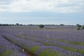 Lavender fields at sunset in Brihuega, Guadalajara, Spain Royalty Free Stock Photo