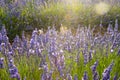 Lavender fields at sunset in Brihuega, Guadalajara, Spain Royalty Free Stock Photo