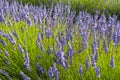 Lavender fields at sunset in Brihuega, Guadalajara, Spain Royalty Free Stock Photo