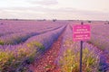 Lavender fields at sunset in Brihuega, Guadalajara, Spain Royalty Free Stock Photo