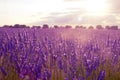 Lavender fields at sunset in Brihuega, Guadalajara, Spain Royalty Free Stock Photo