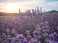 Lavender fields on sunset near Stara Zagora, Bulgaria. Romantic sunset over lavender fields.