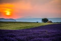 Lavender fields at sunset near the village of Valensole, Provence, France. Royalty Free Stock Photo