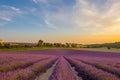 Lavender fields at sunset in Provence France Royalty Free Stock Photo