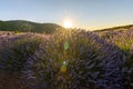 Lavender fields on sunset. Sunset light over purple flowers of l