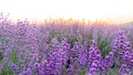 Lavender fields at sunset time Royalty Free Stock Photo