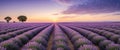 Lavender fields at sunset with vibrant skies and endless rows of blossoms Royalty Free Stock Photo