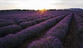 Lavender fields by sunset