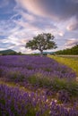 Lavender fields surround a lone tree in southern France Royalty Free Stock Photo