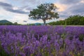 Lavender fields surround a lone tree in southern France Royalty Free Stock Photo