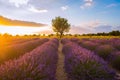 Lavender fields surround a lone tree in southern France Royalty Free Stock Photo