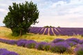 Lavender fields in Valensole, France