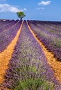 Lavender fields in Valensole with olive trees. Provence, France Royalty Free Stock Photo