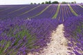 Lavender fields. Valensole,Provence. Royalty Free Stock Photo