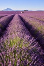 Lavender fields of Valensole with stone house in Summer. Alpes de Haute Provence, France